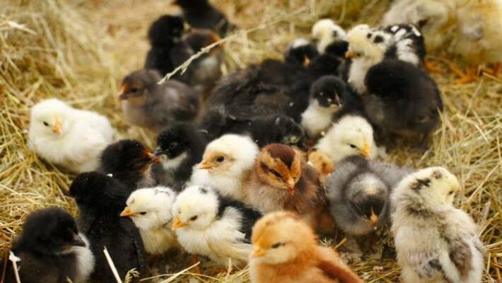 25 fowl chicks per poor women 25 fowl chicks per poor women