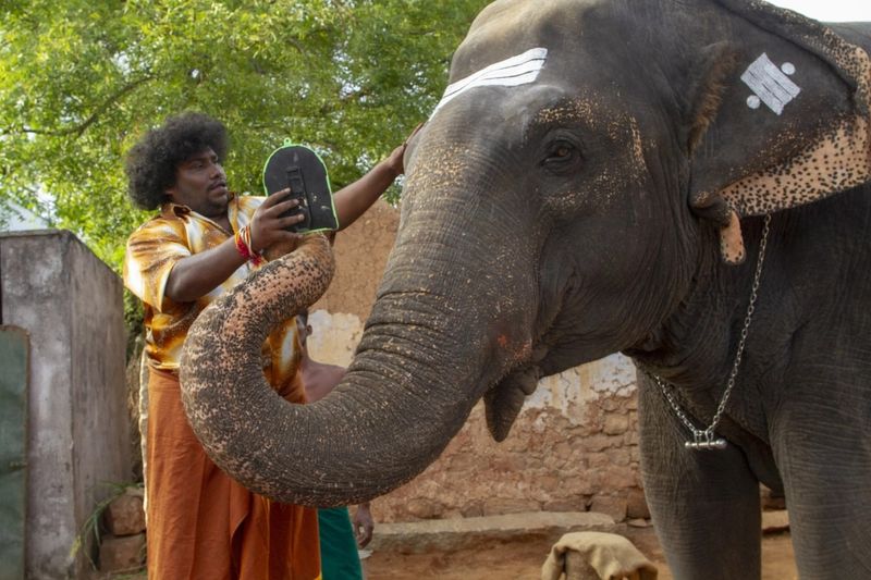 Vijay Sethupathi's Last Farmer Photo Gallery