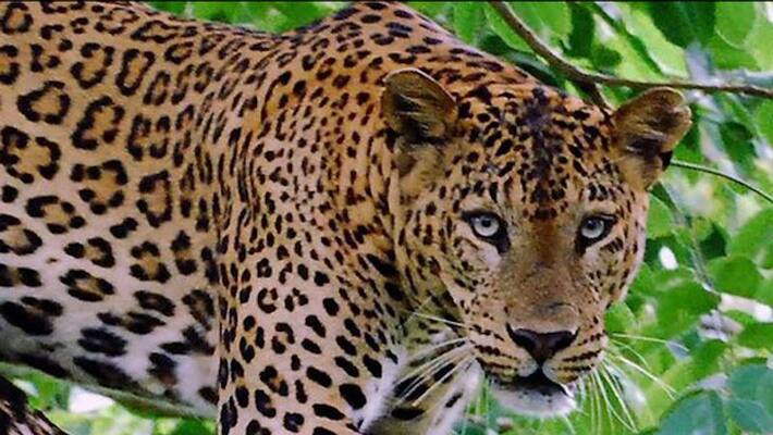 Kids narrowly escaped as a leopard breaks into Uttar Pradesh school and attacks a dog Kids narrowly escaped as a leopard breaks into Uttar Pradesh school and attacks a dog