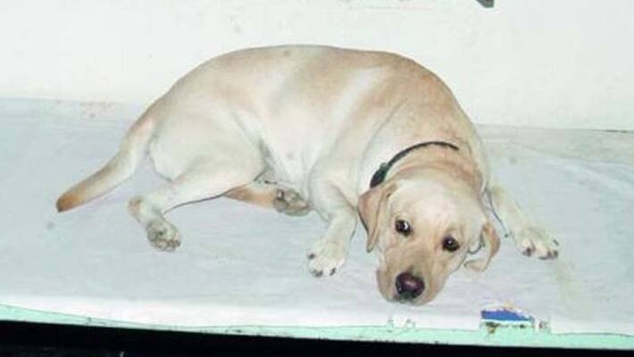 A dog in Kerala was abandoned by her owner over an illicit relationship she had developed with a neighborhood pooch