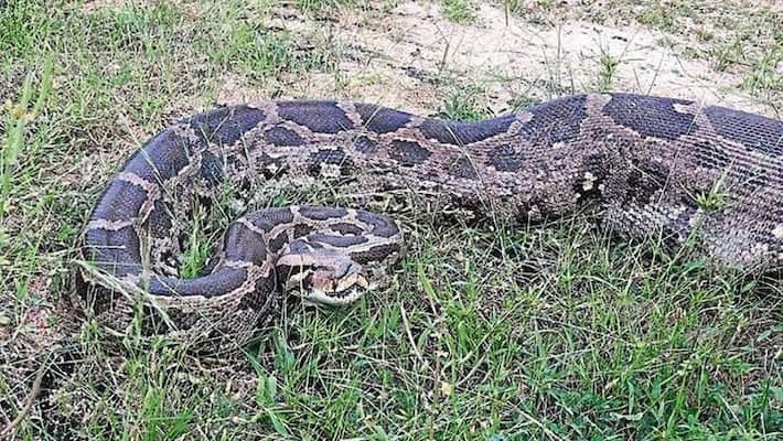 when 10 feet long python gets stuck in tractor when 10 feet long python gets stuck in tractor