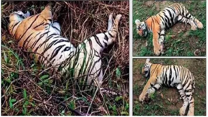 Revenge of the calf death, murder of a tigress and two cubs Revenge of the calf death, murder of a tigress and two cubs