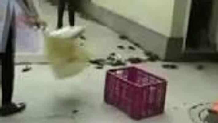 Crabs Thrown At Maharashtra Minister Home Over Dam Breach Remark Crabs Thrown At Maharashtra Minister Home Over Dam Breach Remark