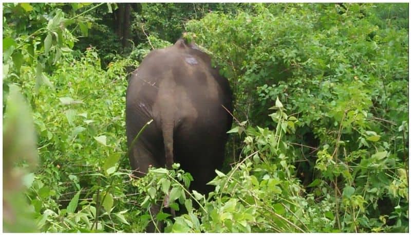wild elephant killed a women in covai