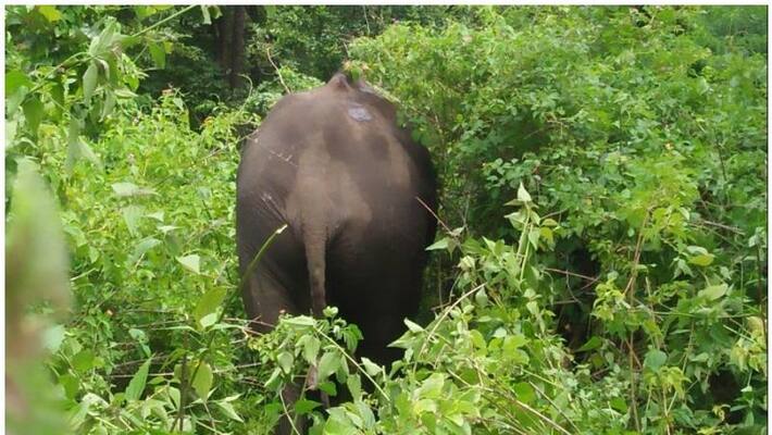 Wild Elephants enters into houses in Chikkamgaluru Wild Elephants enters into houses in Chikkamgaluru