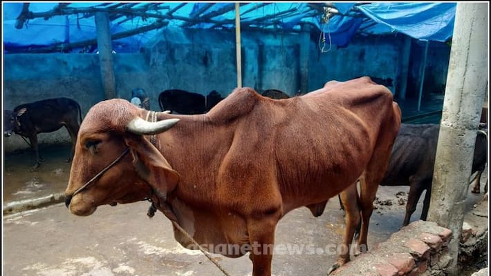 Hyderabad: Cow stuck in ditch for 3 days