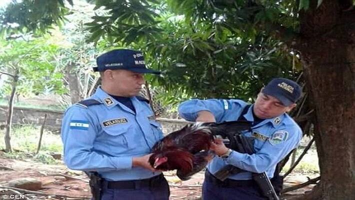 rooster can land to jail for causing noise pollution rooster can land to jail for causing noise pollution