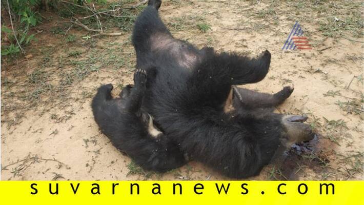 Two Bears dies of electric shock at Hosadurga Two Bears dies of electric shock at Hosadurga