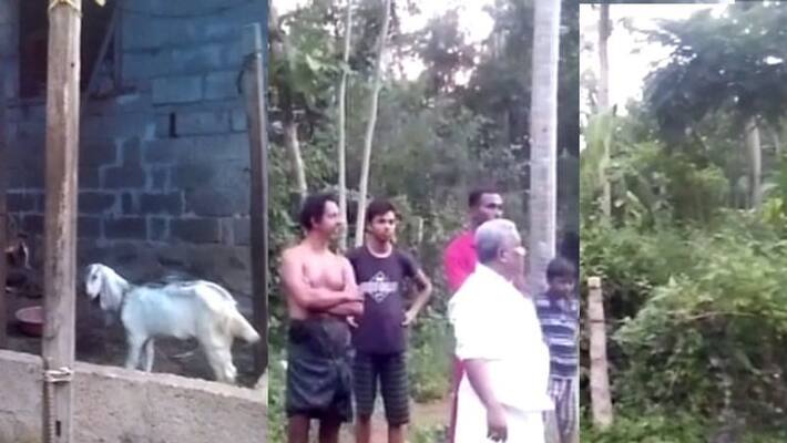 TIGER FEAR IN Neyyattinkara TIGER FEAR IN Neyyattinkara