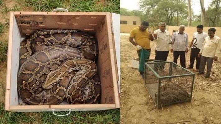 Video Viral of Python Rescue in Hisar, controversy over Rescue Operation Video Viral of Python Rescue in Hisar, controversy over Rescue Operation