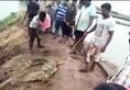 Crocodile killed by Telangana fishermen in Gadwal