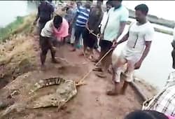 Crocodile killed by Telangana fishermen in Gadwal