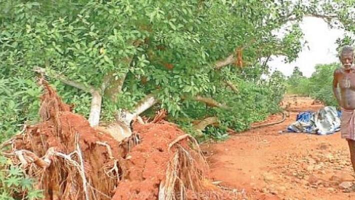 a powerful athi tree secrets a powerful athi tree secrets