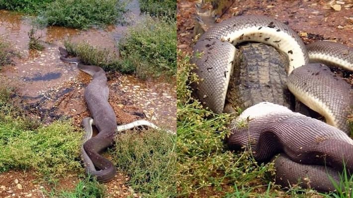 Olive Python Swallows Australian Freshwater Crocodile After Epic Battle Pics Olive Python Swallows Australian Freshwater Crocodile After Epic Battle Pics