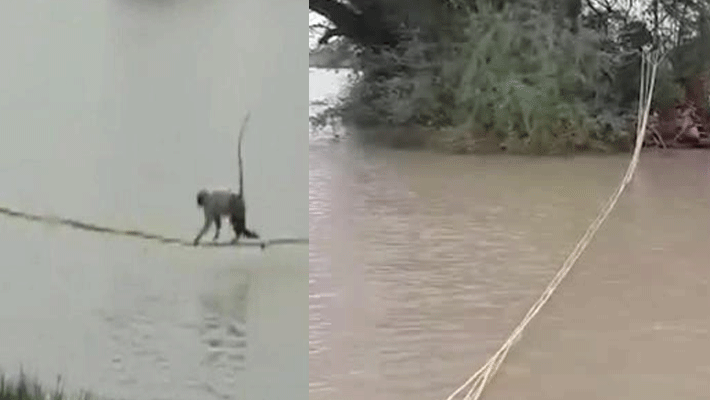 Gujarat Forest Department rescued two monkeys Gujarat Forest Department rescued two monkeys