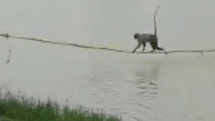 Gujarat Forest Department rescued two monkeys