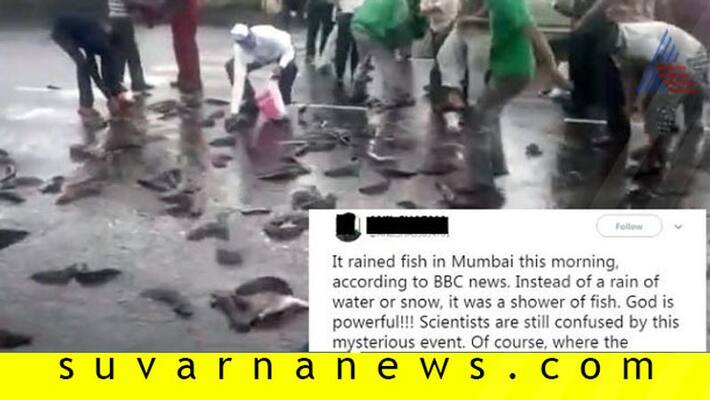 Truth behind fact check claiming it's raining fish in Mumbai Truth behind fact check claiming it's raining fish in Mumbai