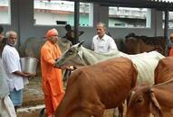 Due to the death of cows, eight officials of Uttar Pradesh is suspended by the Chief Minister