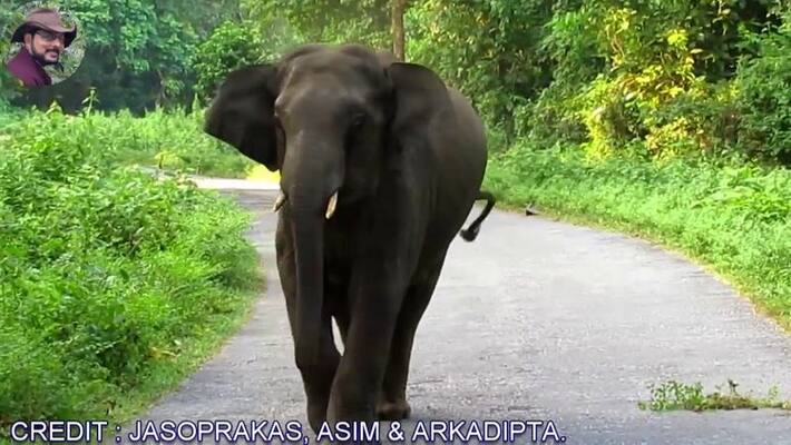 man died while returning from work because of wild elephants man died while returning from work because of wild elephants