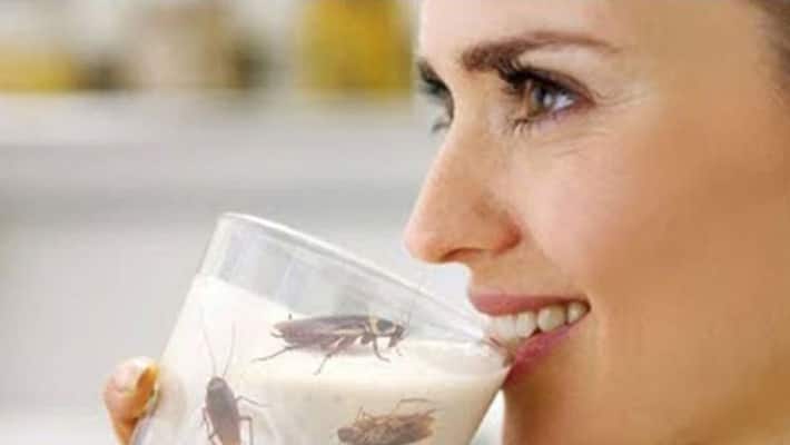 cockroach milk best protein supplement cockroach milk best protein supplement