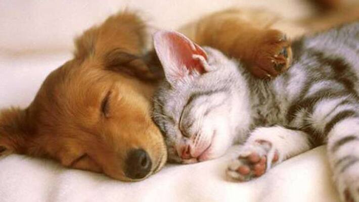 Petting dogs, cats may reduce stress in students study Petting dogs, cats may reduce stress in students study