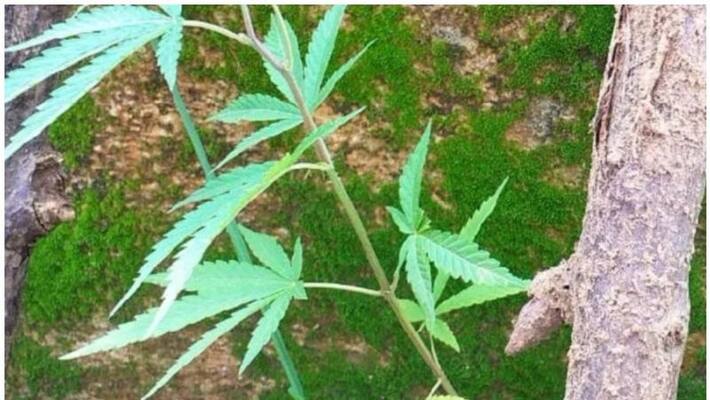 marijuana seized from coconut farm in chamarajnagar marijuana seized from coconut farm in chamarajnagar