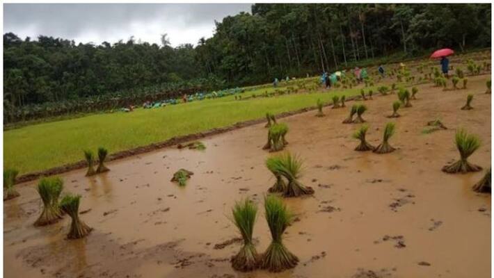 wayanad agriculture crisis wayanad agriculture crisis