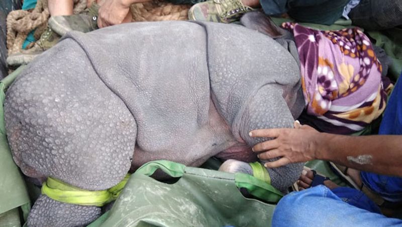 अभी तक बाढ़ ने कई जानवरों की जिंदगी लील ली है।