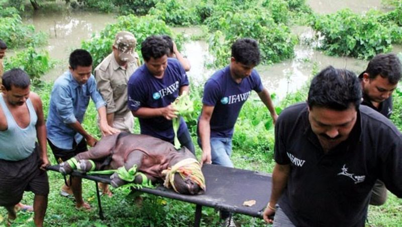 घायल जानवरों की मदद के लिए लोग सामने आ रहे हैं।