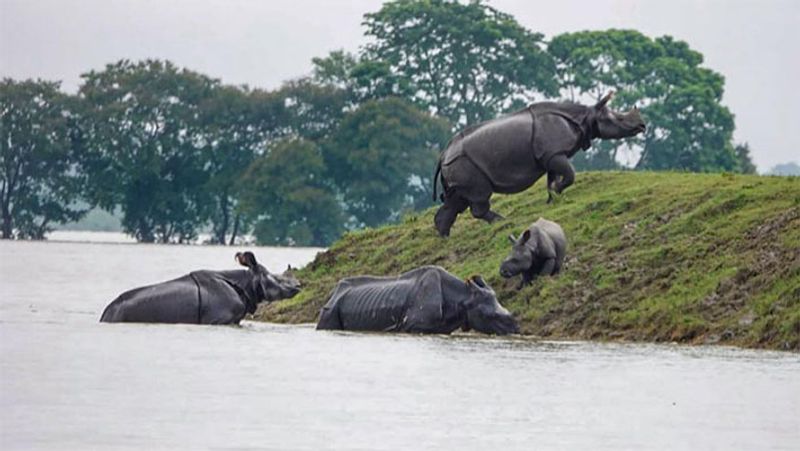 ऐसे में जानवर भी सुरक्षित ठिकानों की तलाश में भटक रहे हैं।