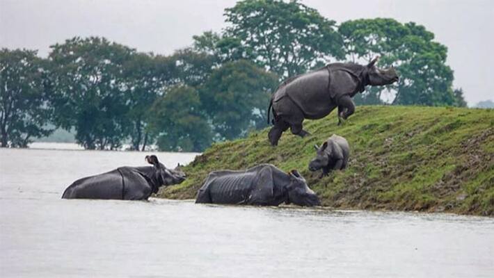 A photo of Rhinos huddled on a small piece of land A photo of Rhinos huddled on a small piece of land