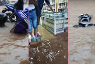 Goa receives rainfall waterlogging disrupts daily life