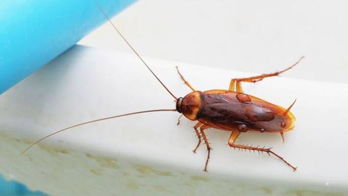 Revenge on pub owner, Chef left 20 cockroaches in kitchen In UK - bsb Revenge on pub owner, Chef left 20 cockroaches in kitchen In UK - bsb