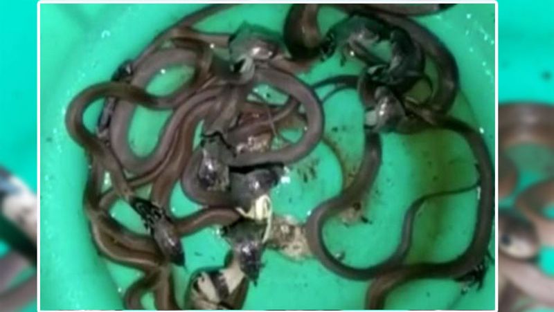 इस रेस्क्यू के बाद भी दुकानदार दहशत मे है। दरअसल, नागिन एक बार में 40 अंडे देती है। चूंकि अभी केवल 13 सपोले ही पकड़े गए हैं। इसलिए दुकानदार को डर है कि बाकी के सपोले उसके लिए मुसीबत न बन जाएं।