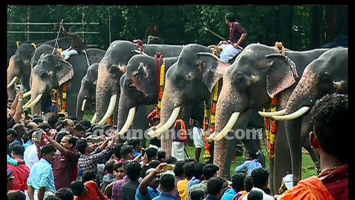 Aanayoottu Special elephant feast in Kerala wellness treatment for elephants begins at Vadakkunnathan Temple ckm Aanayoottu Special elephant feast in Kerala wellness treatment for elephants begins at Vadakkunnathan Temple ckm