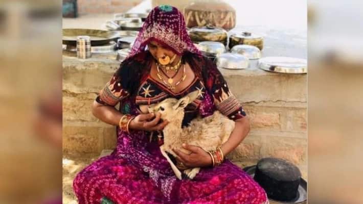 Bishnoi woman breastfeeds baby deer in Jodhpur in heartwarming pic. Internet is in tears Bishnoi woman breastfeeds baby deer in Jodhpur in heartwarming pic. Internet is in tears