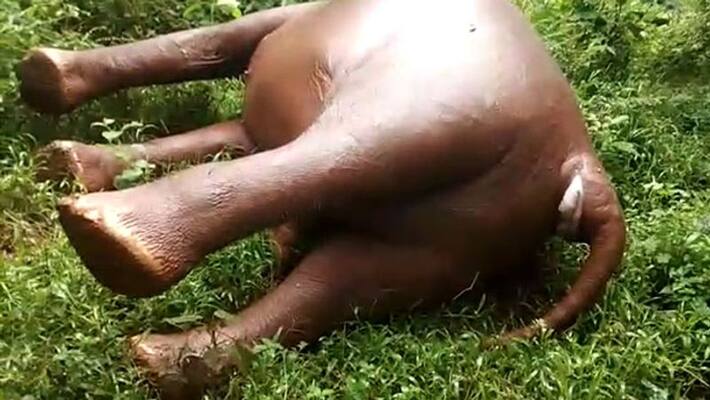 elephant found dead in Wayanad elephant found dead in Wayanad