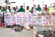 Karnataka political crisis: Farmers get dogs, pigs to protest; demand President's rule