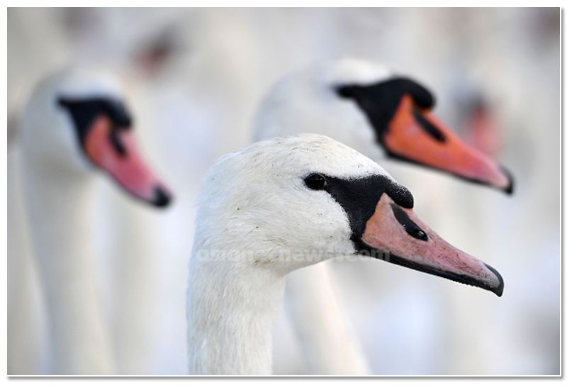 mute swan roundup 2019 at england