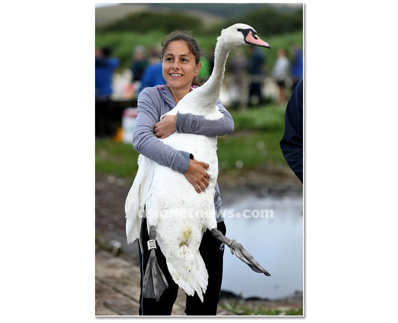 mute swan roundup 2019 at england