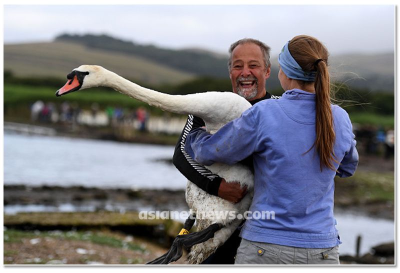 mute swan roundup 2019 at england
