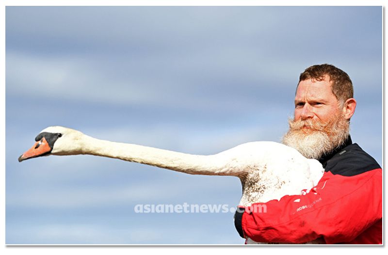 mute swan roundup 2019 at england