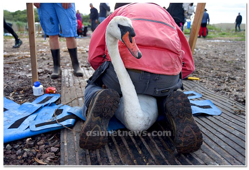 mute swan roundup 2019 at england