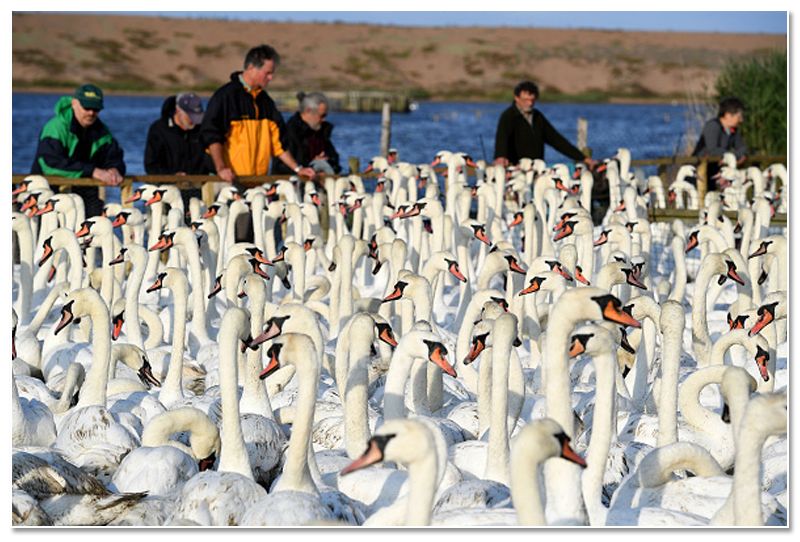 mute swan roundup 2019 at england