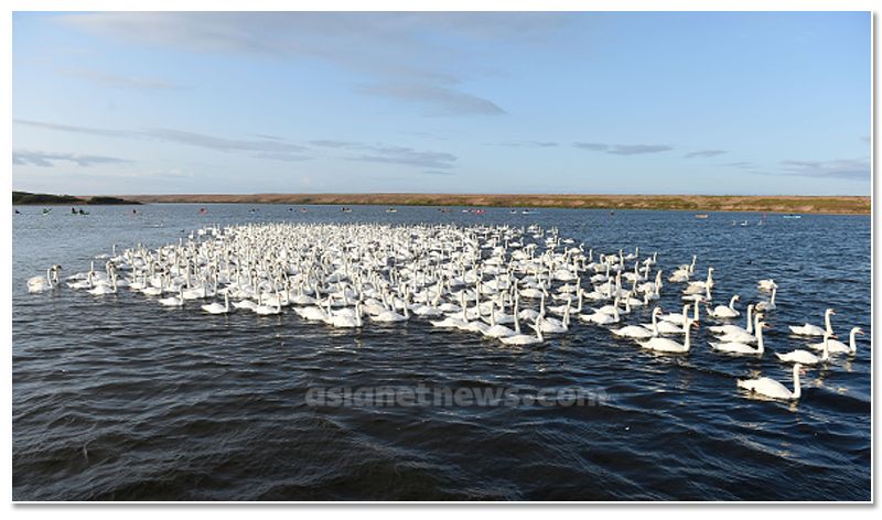 mute swan roundup 2019 at england