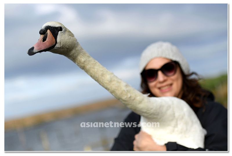 mute swan roundup 2019 at england