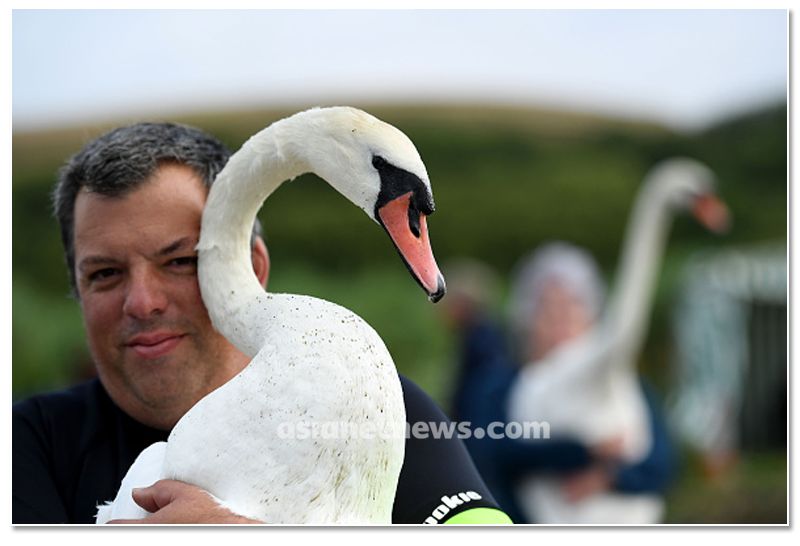 mute swan roundup 2019 at england