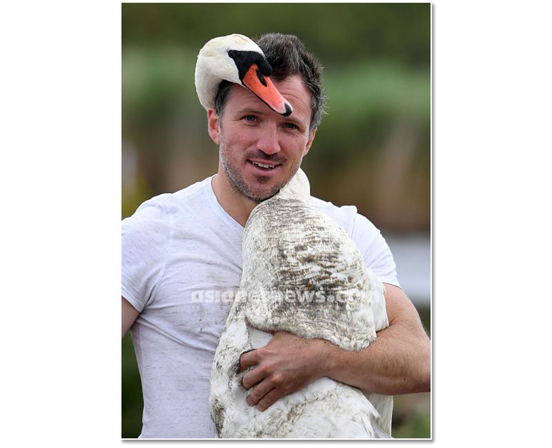 mute swan roundup 2019 at england