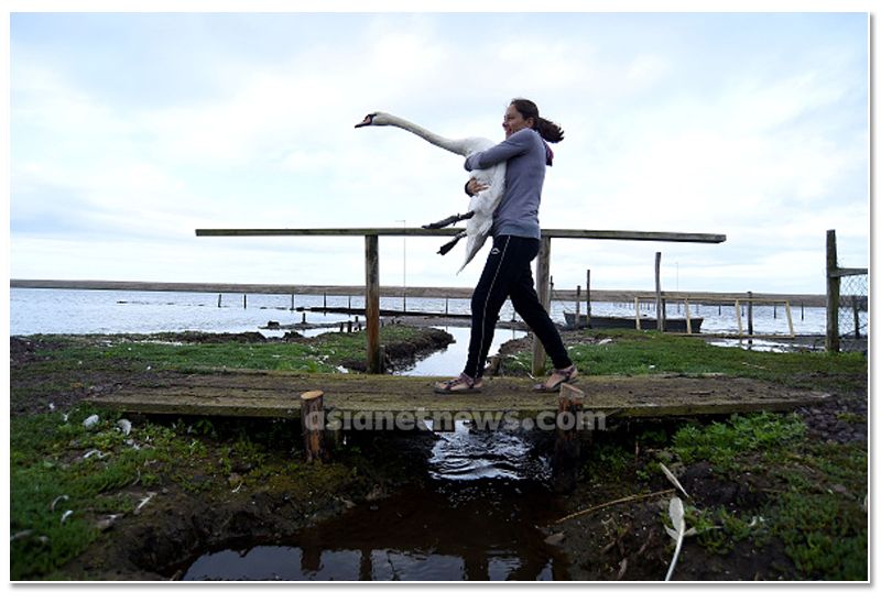 mute swan roundup 2019 at england