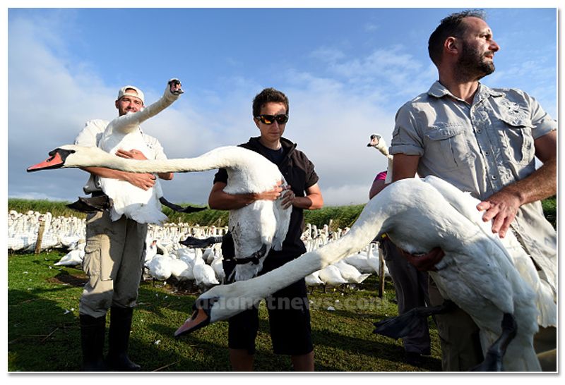 mute swan roundup 2019 at england